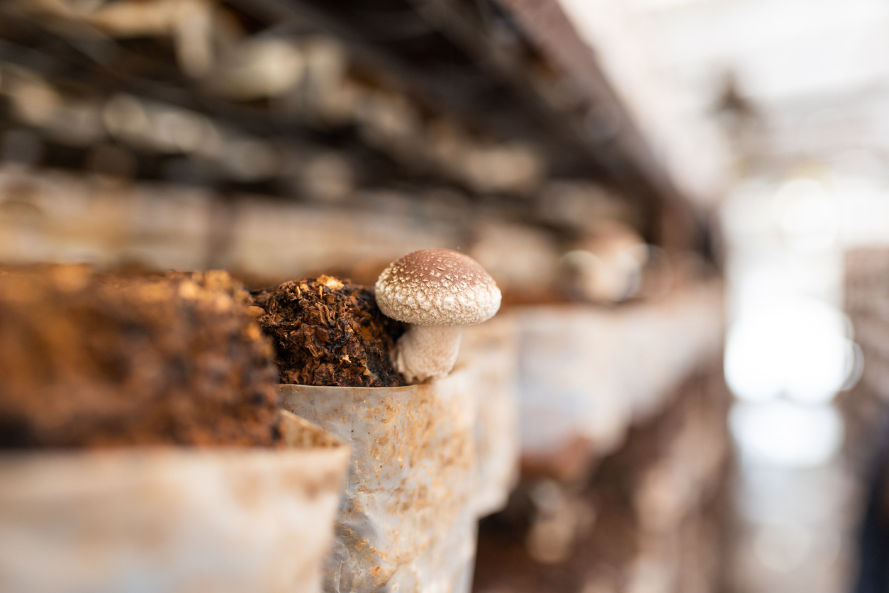 Close up of Shiitake Mushroom growing in indoor farm Mushroom Farm